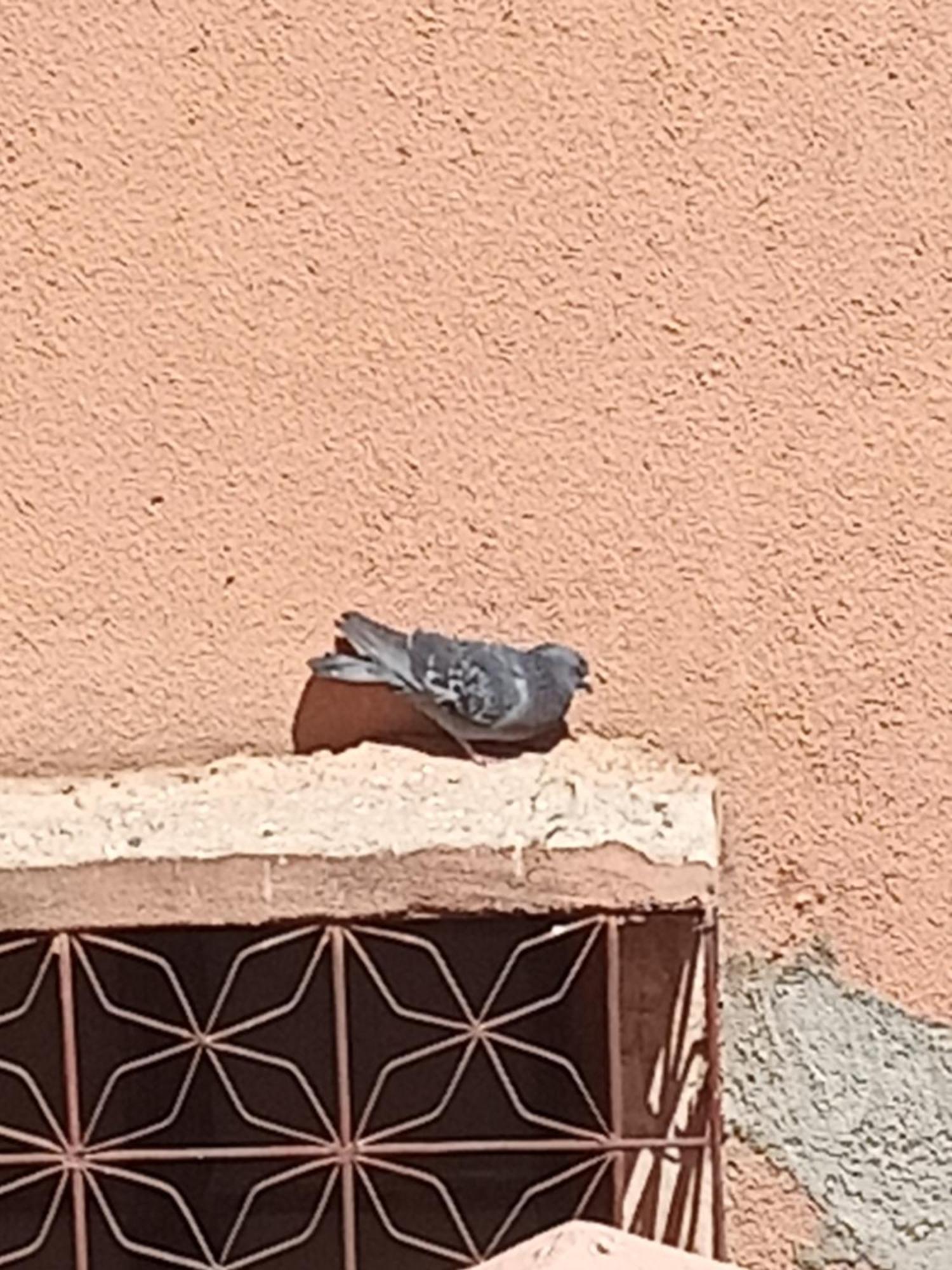 Guiliz Appartement Marrakesh Eksteriør bilde